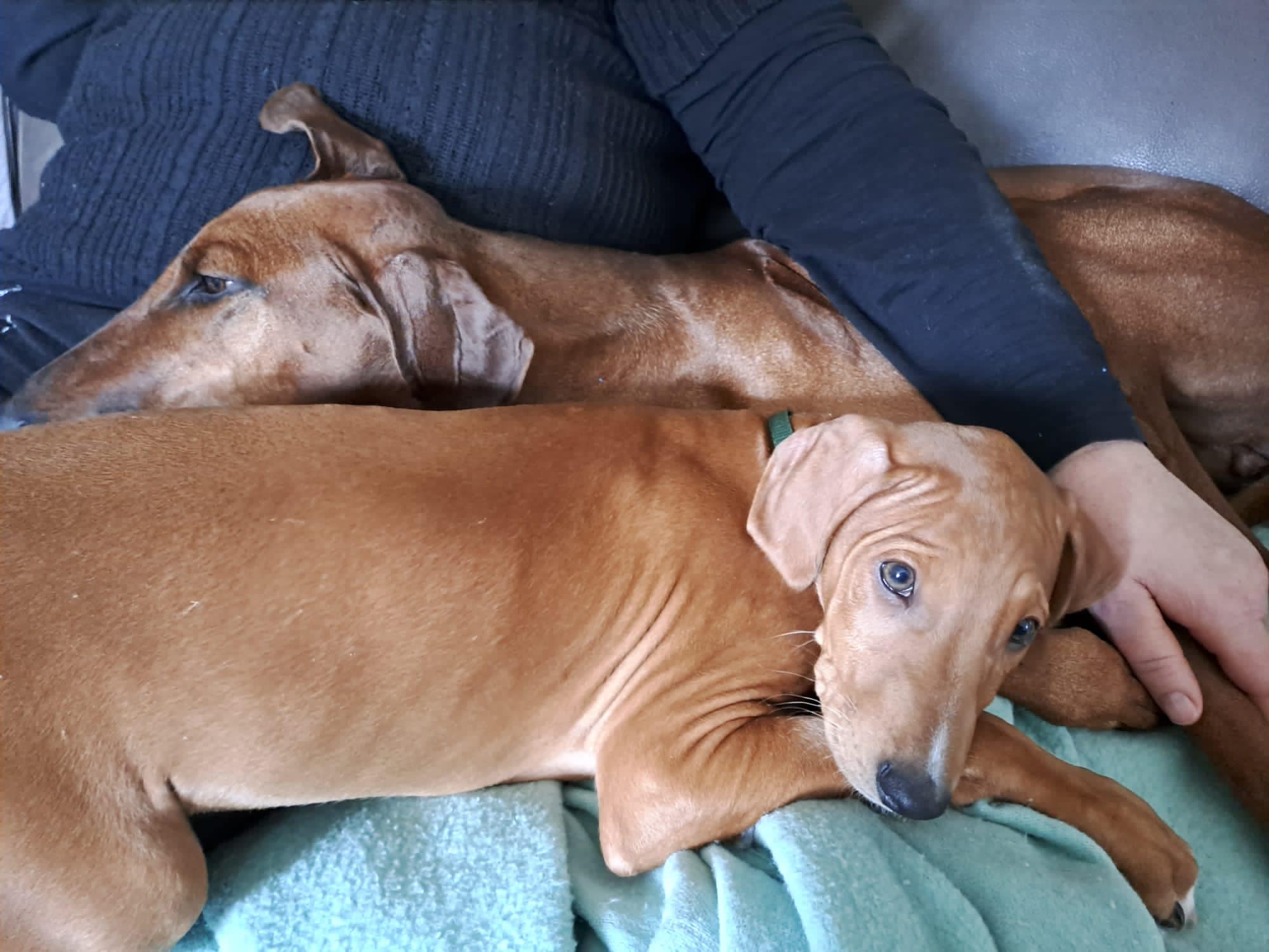 Azawakh Rüde (Welpe) Anayo